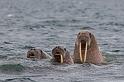 060 Andreeneset, walrussen